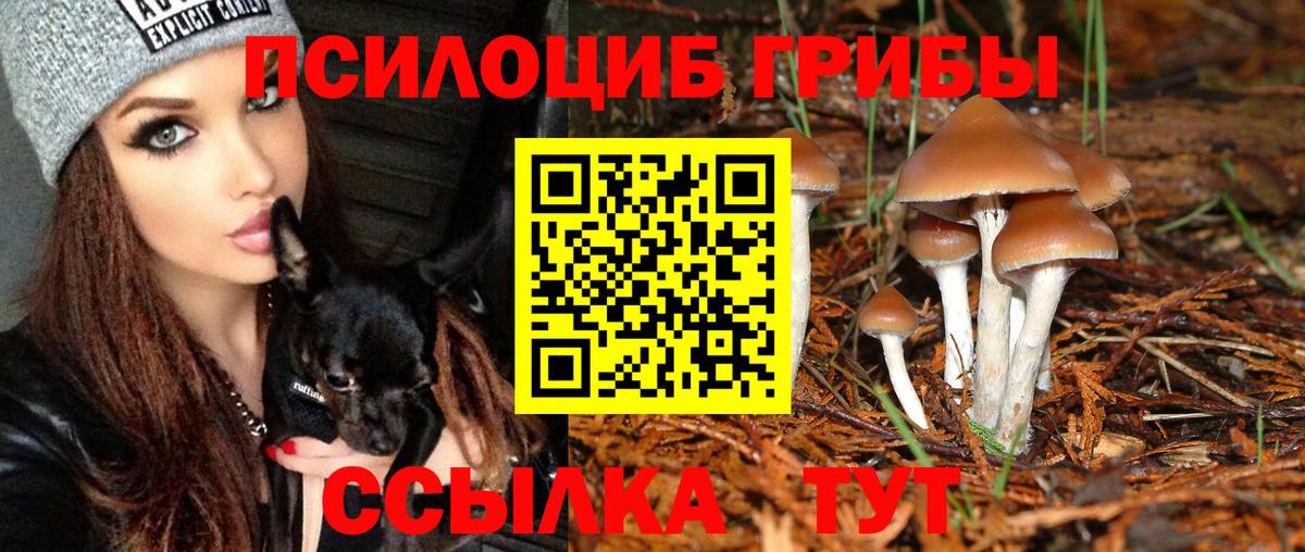 Псилоцибиновые грибы Psilocybe Димитровград